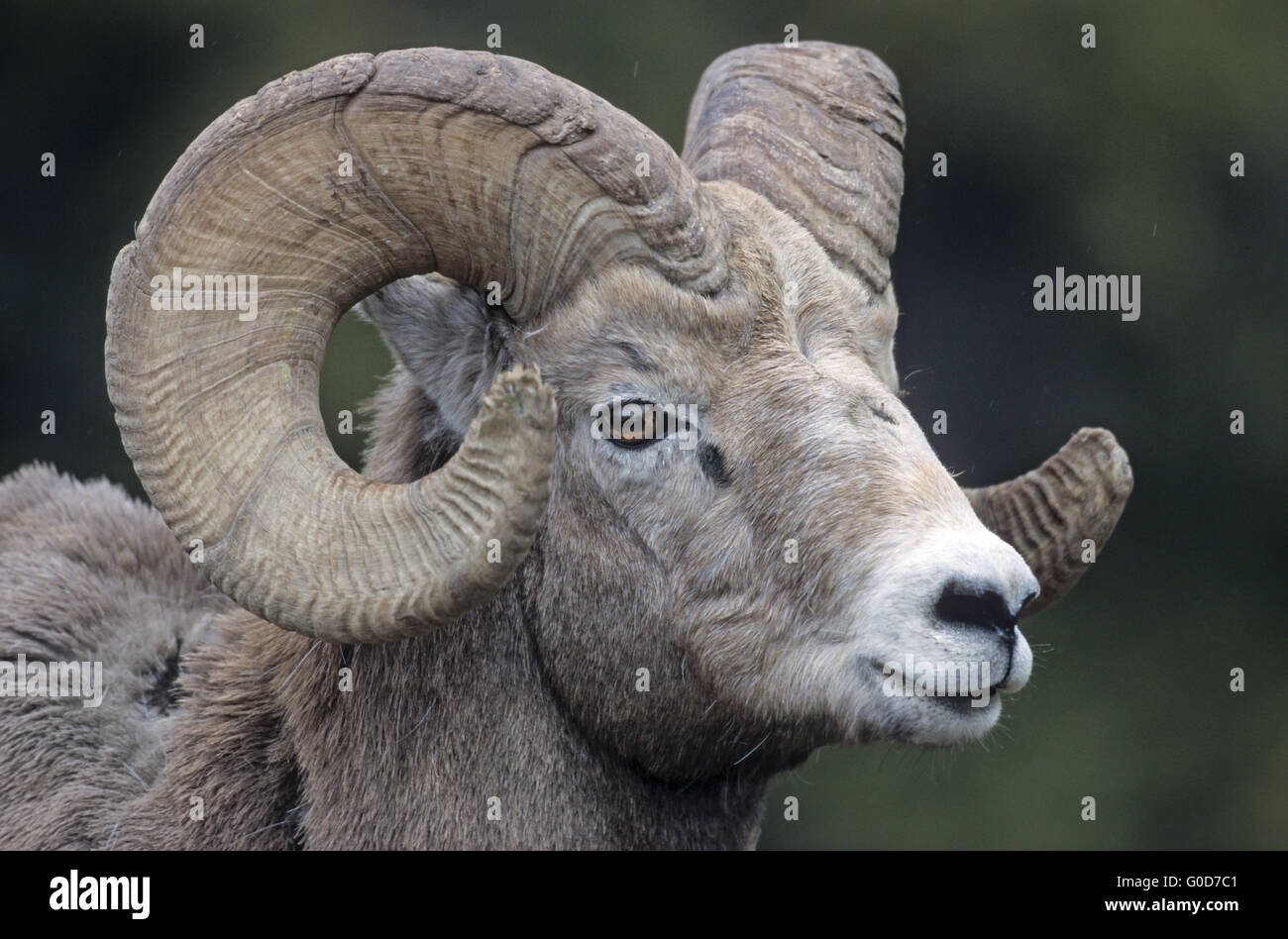 Portrait of a Bighorn Sheep ram Stock Photo - Alamy
