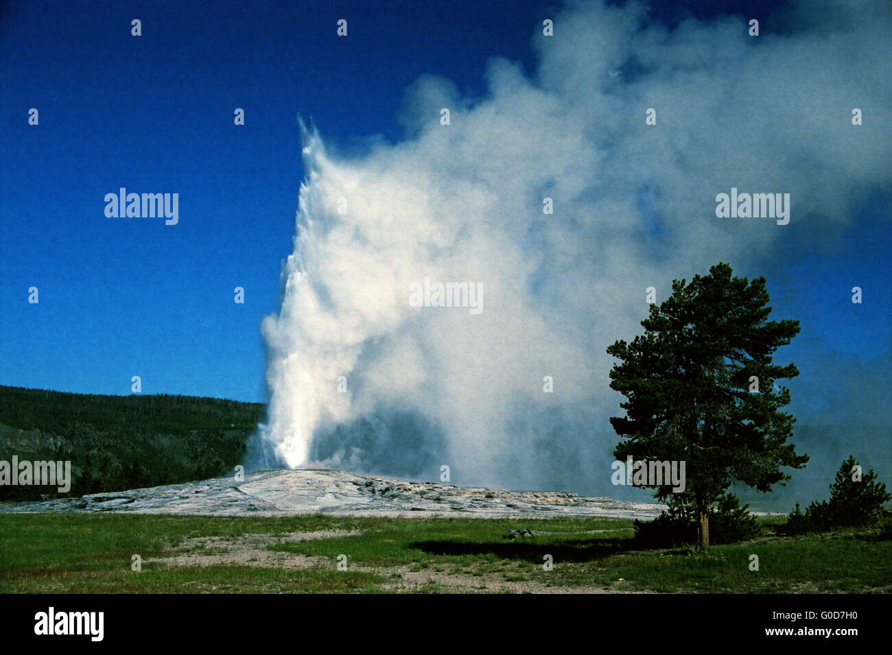 An eruption of the geyser Old Faithful at Yellowstone National Park. Stock Photo