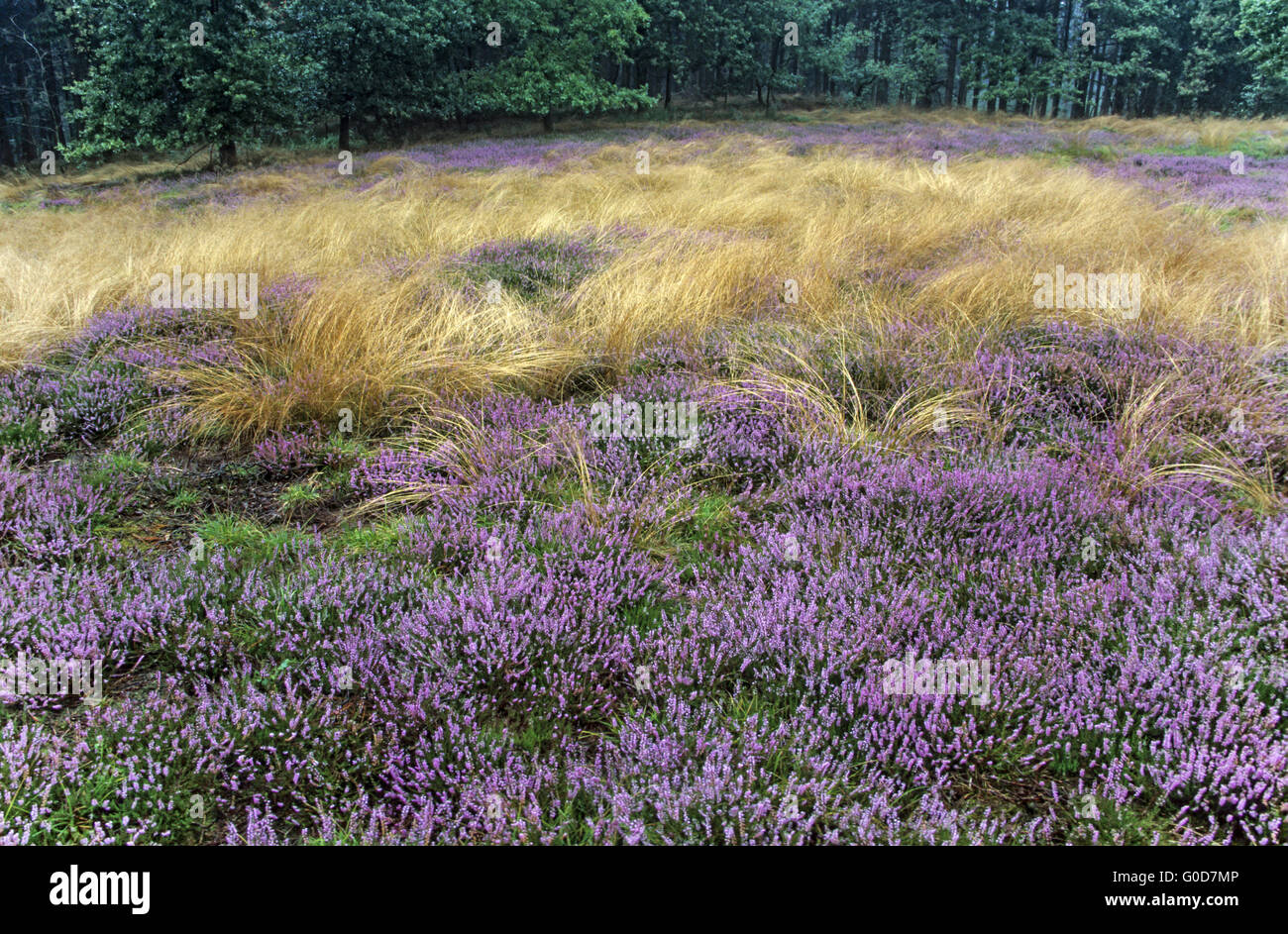 Common Heather blooming field on a rainy day Stock Photo