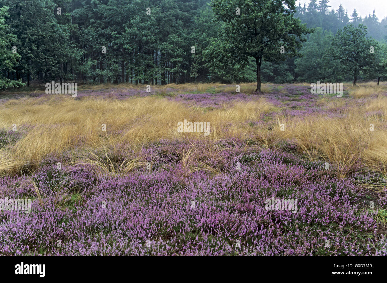 Common Heather blooming field on a rainy day Stock Photo