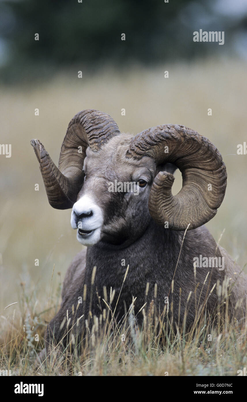 Portrait of a Bighorn Sheep ram Stock Photo - Alamy