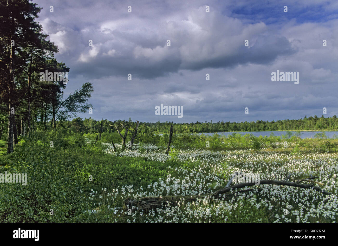 Meadow with Common Cottongrass in Groundless Bog Stock Photo