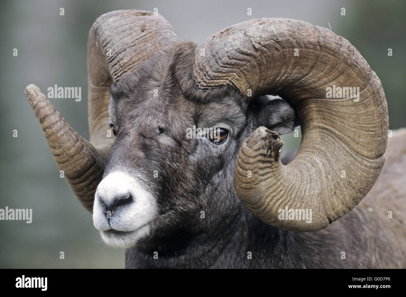 Portrait of a Bighorn Sheep ram Stock Photo - Alamy