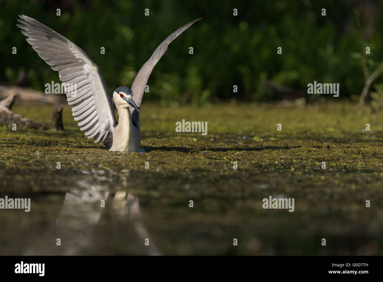 Black-crowned night heron Hungary Stock Photo