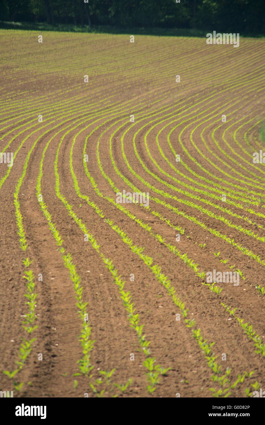 Rows in cornfield hi-res stock photography and images - Alamy