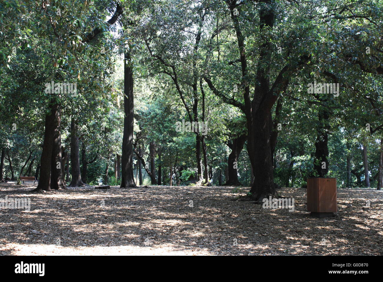 cork oak park in Nice Stock Photo