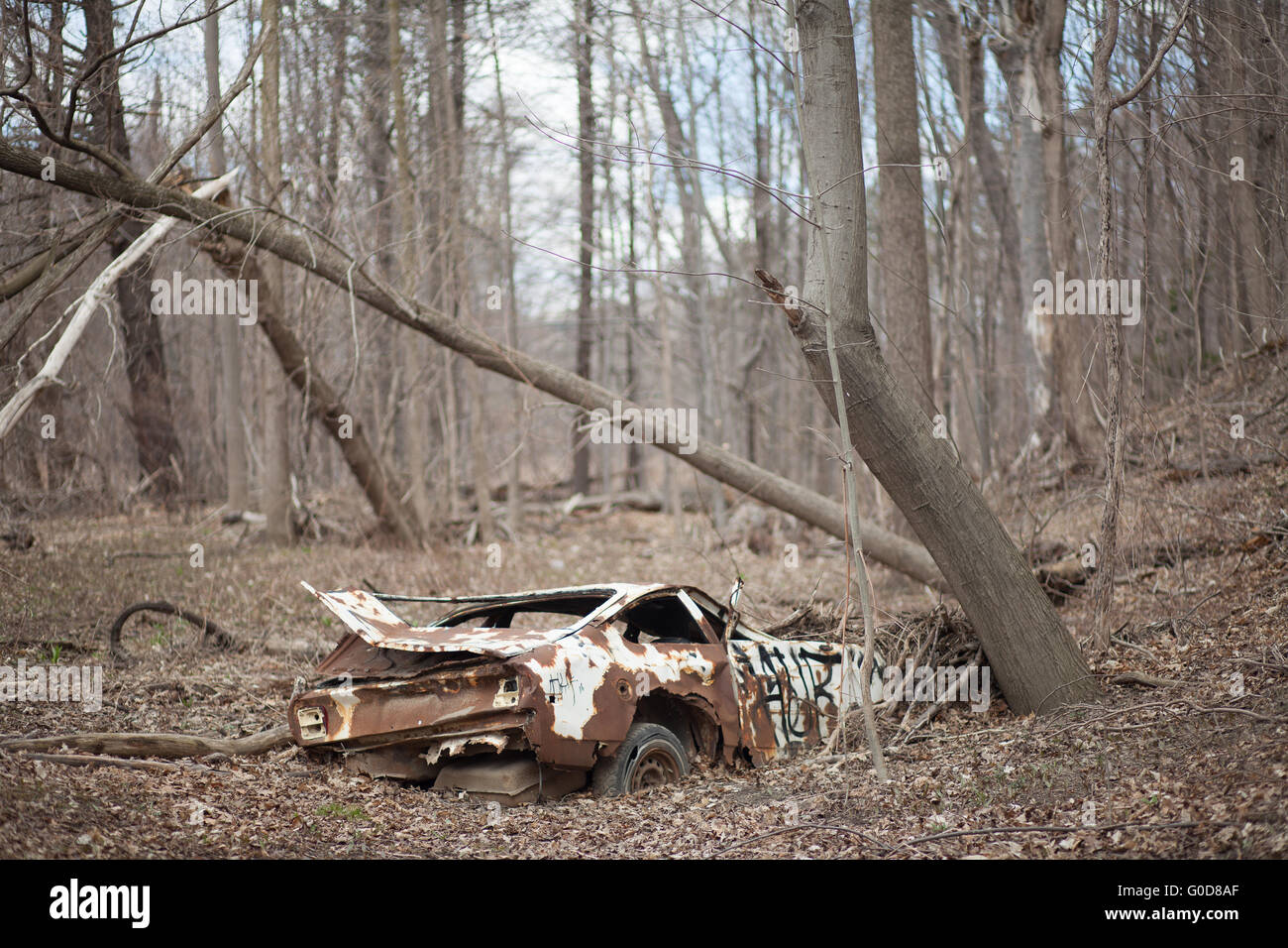 Old abandoned car (Datsun 240). How it got to this location is a mystery to me as no roads exist. It must be 30 years old. Stock Photo