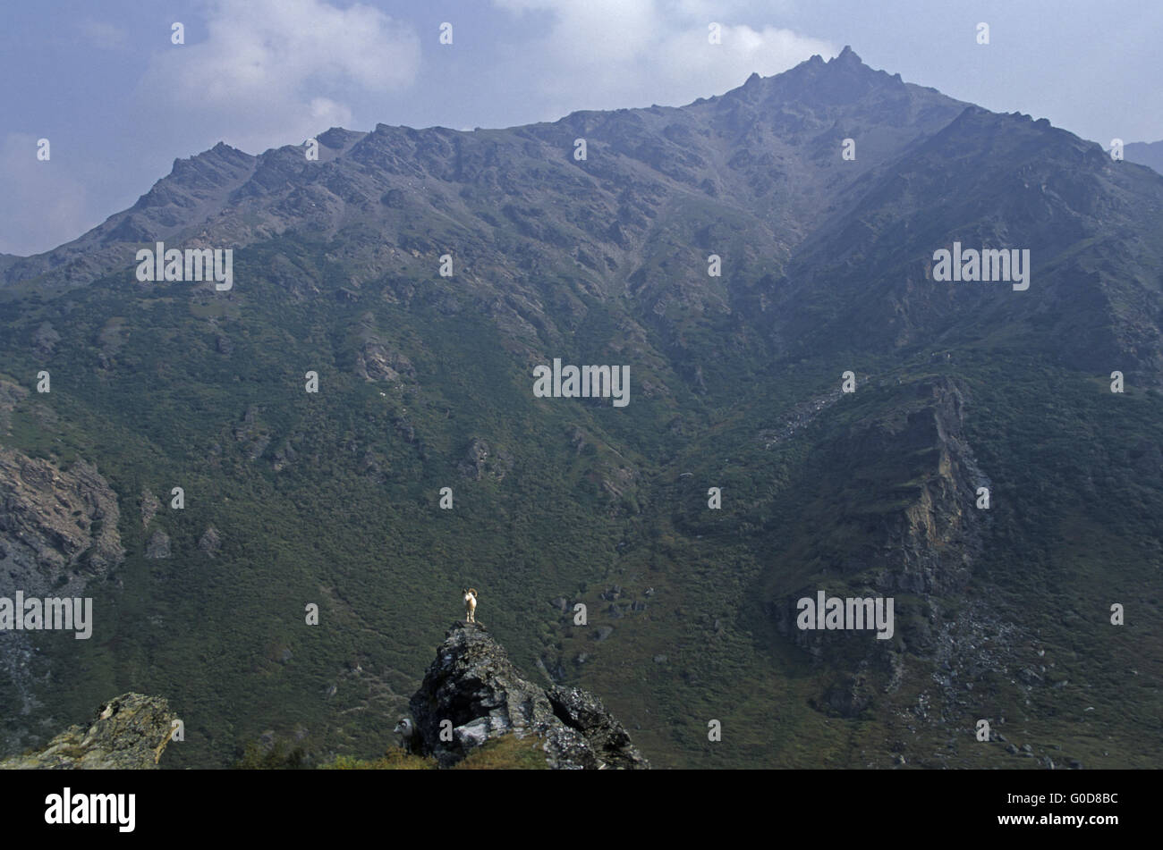 Dall Sheep ram stands on a rock shelter Stock Photo
