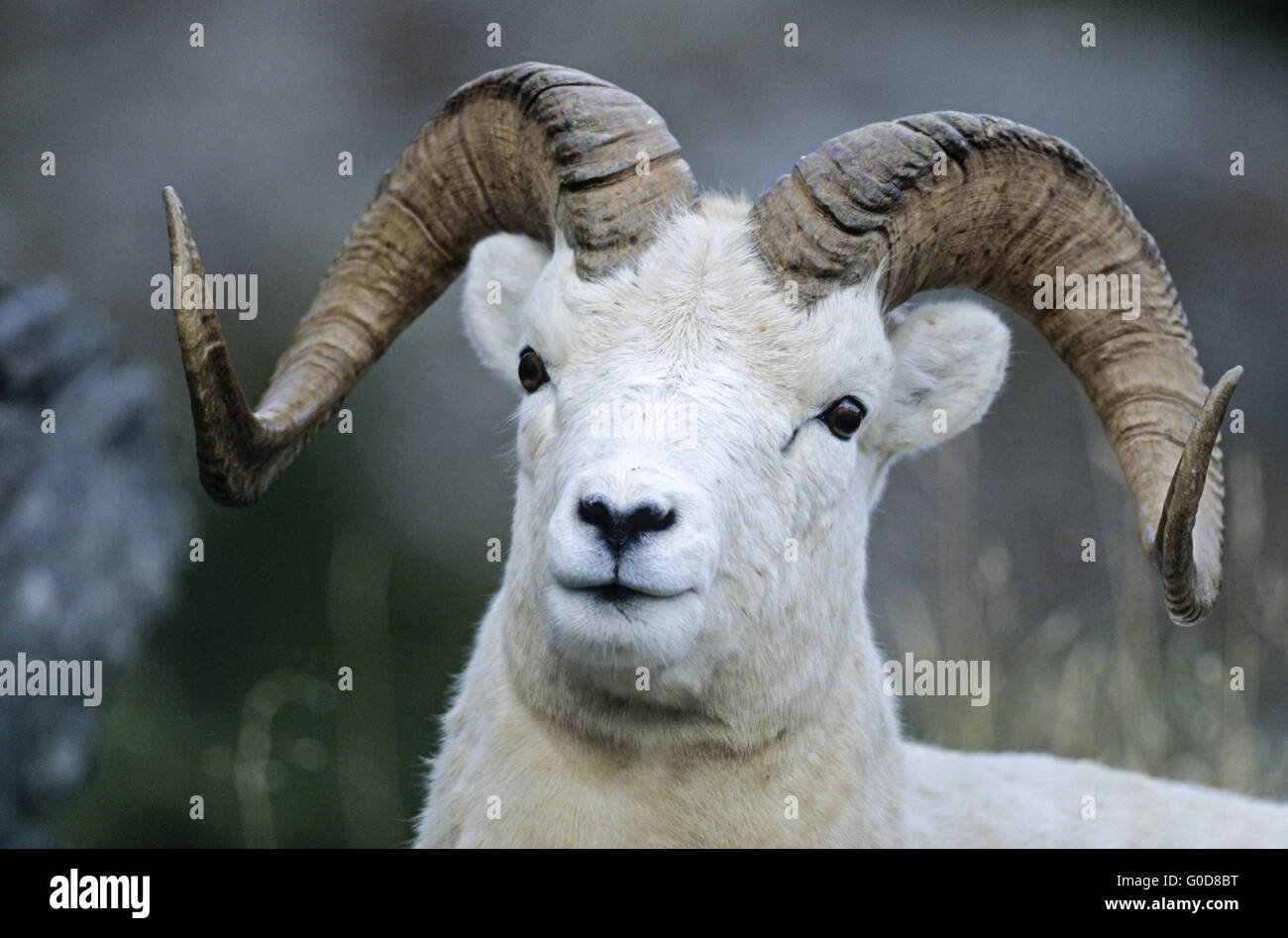 Portrait of a Dall Sheep ram Stock Photo
