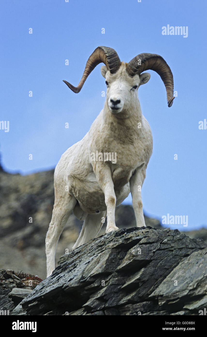 Dall Sheep ram stands on a rock shelter Stock Photo