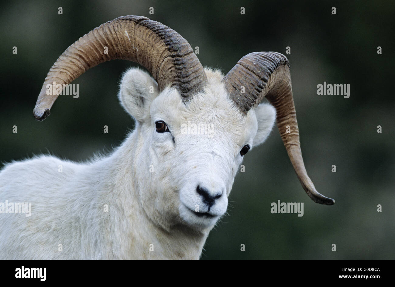 Portrait of a Dall Sheep ram Stock Photo