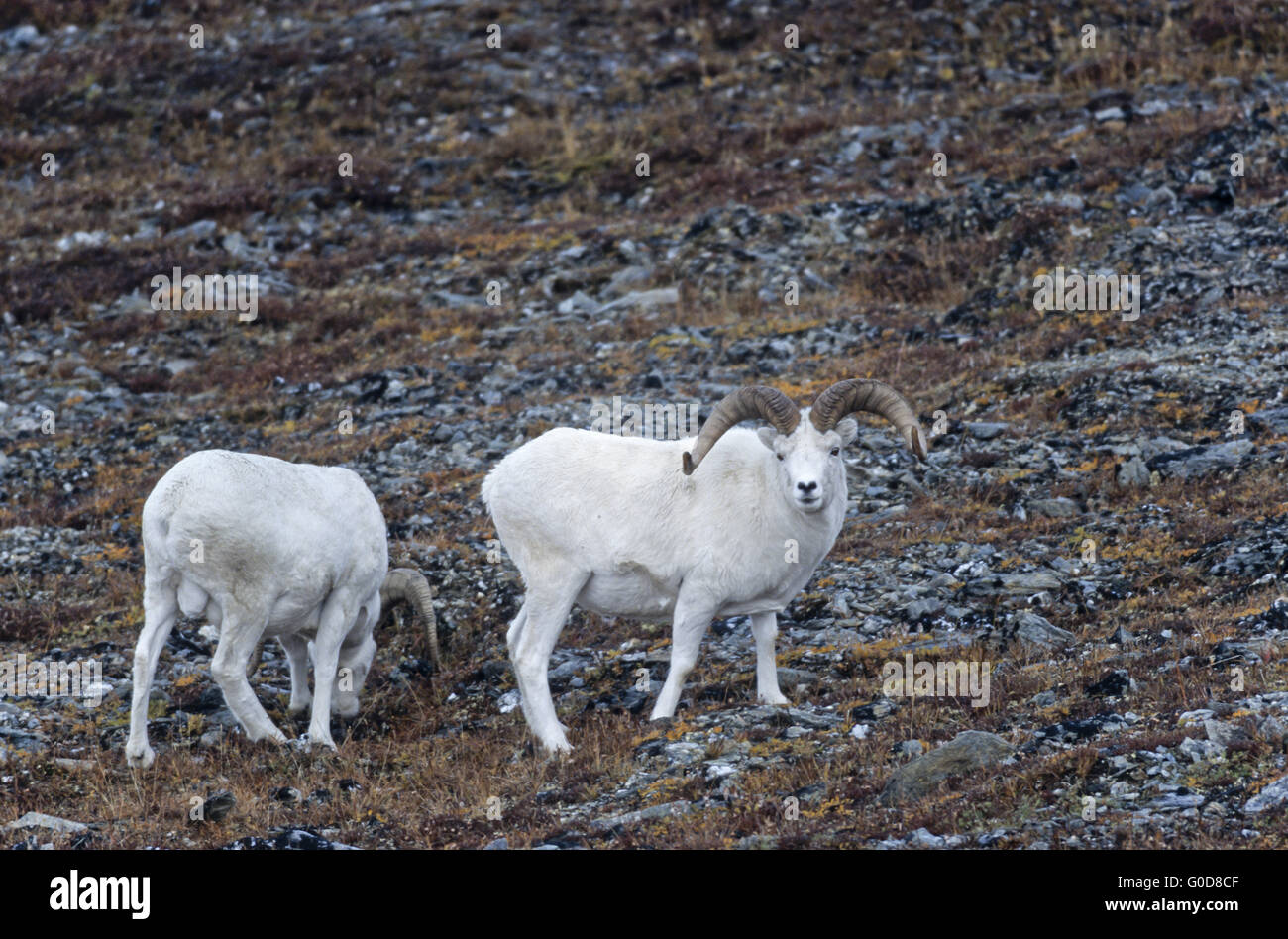 Dall Sheep rams on an alpine meadow Stock Photo