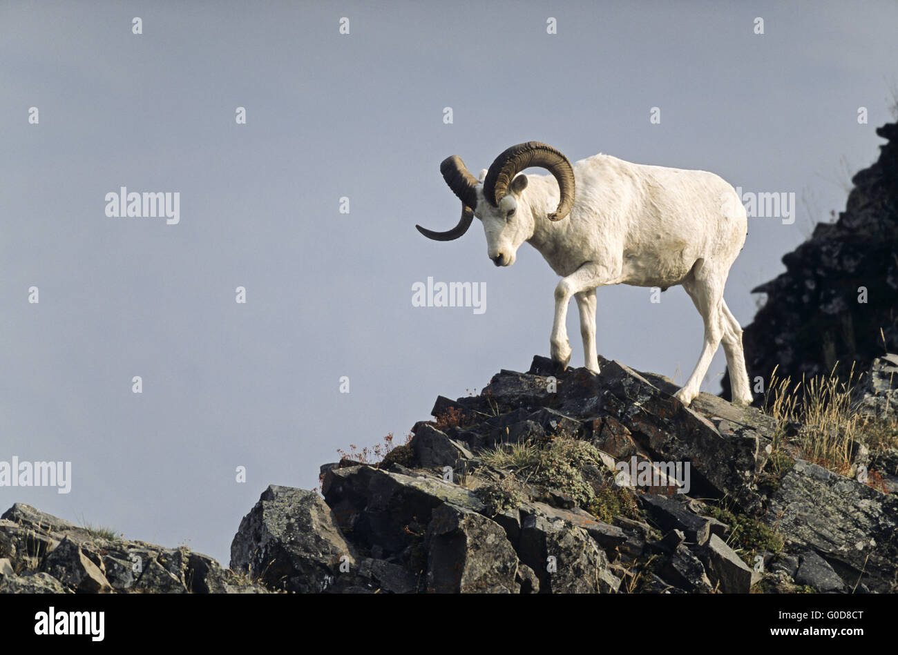 Dall Sheep ram walks over a ridge Stock Photo