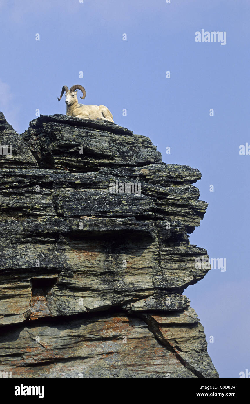 Dall Sheep ram rests on a rock shelter Stock Photo