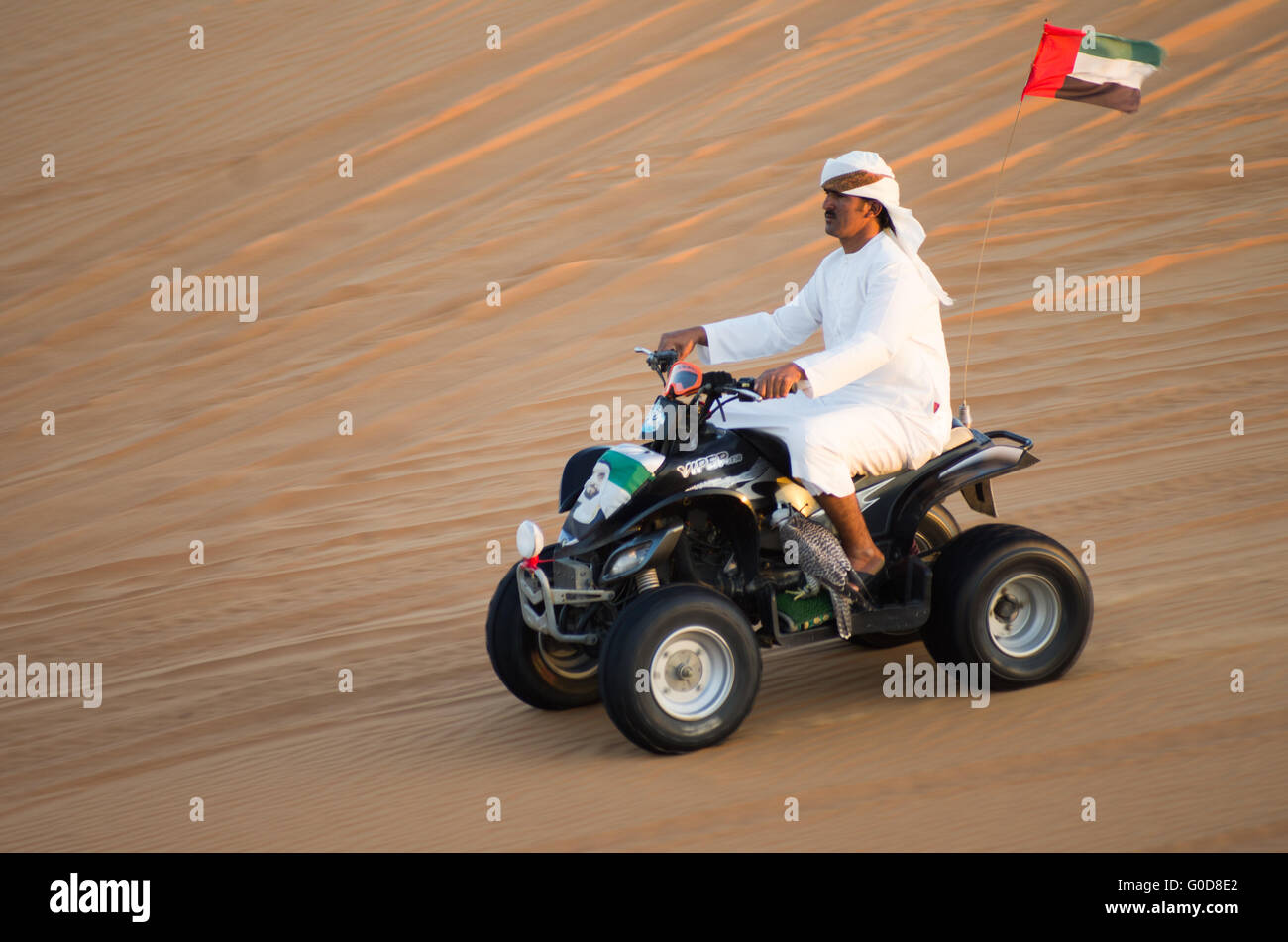 NOV 29 -DUBAI, UAE: Local Arab national riding a quad bike in Dubai desert, UAE on the  29th of november 2013 in Dubai,UAE Stock Photo