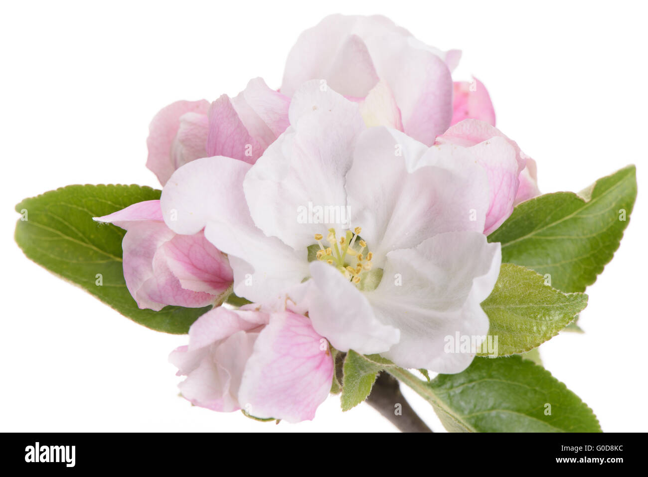 blooming of apple tree Stock Photo