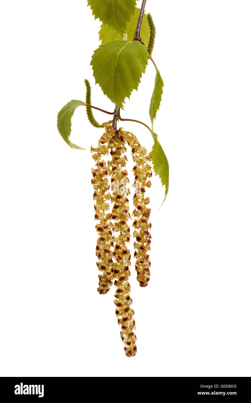 birch tree and leaves in detail Stock Photo