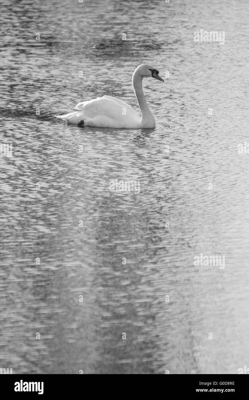 Swan swimming on a lake in the north east of England. Stock Photo