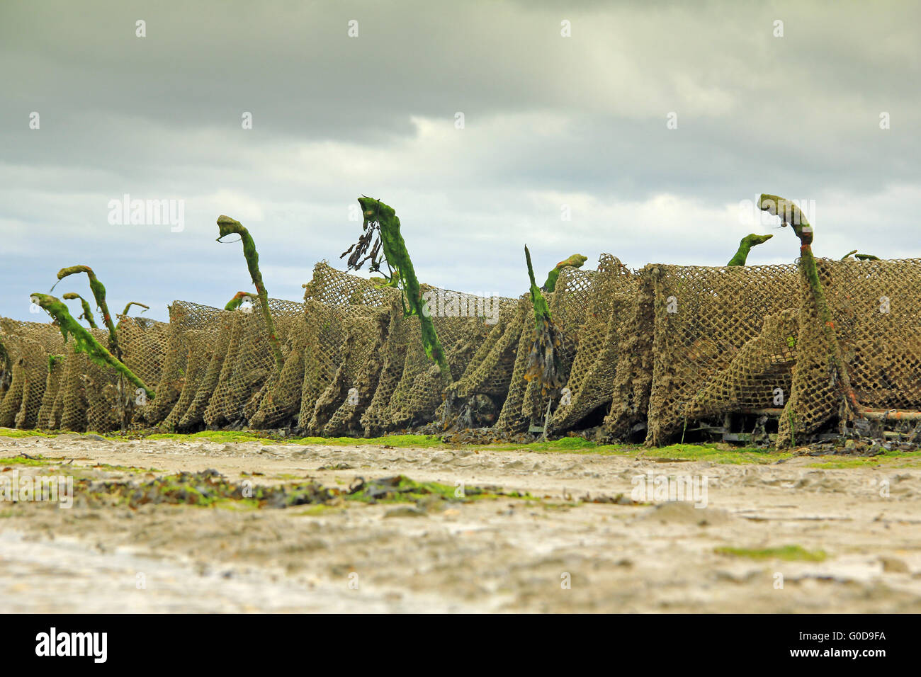 Oyster farming at Cancale, France Stock Photo Alamy