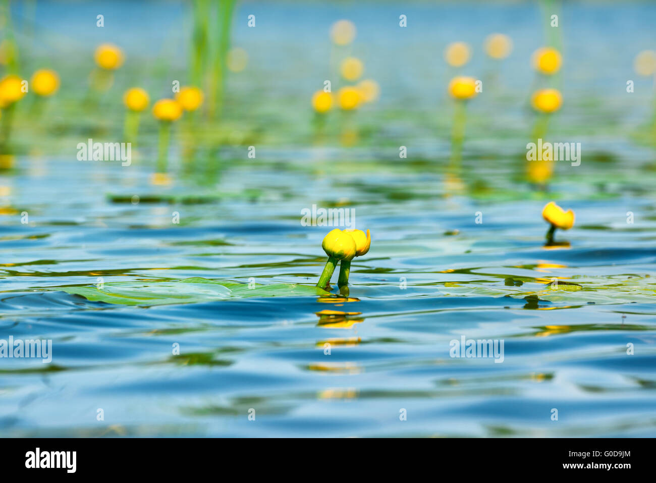 Water lily on pond Stock Photo