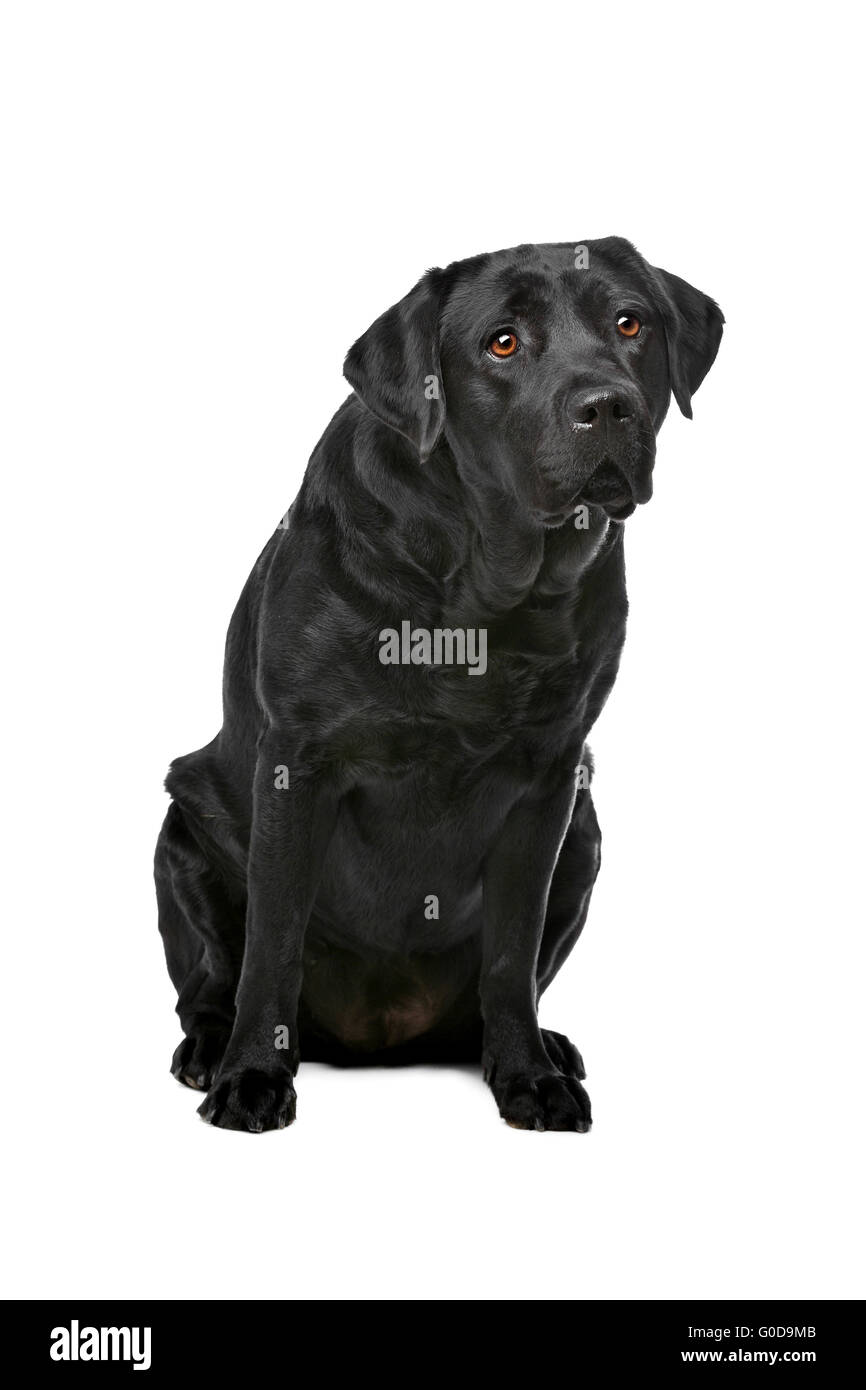 Black Labrador dog Stock Photo