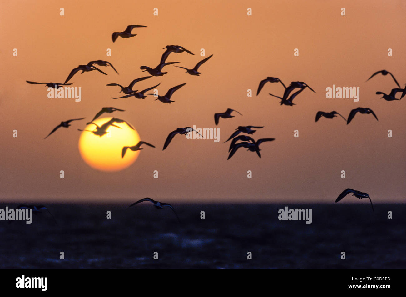 Eurasian Oystercatchers in flight at sunset Stock Photo