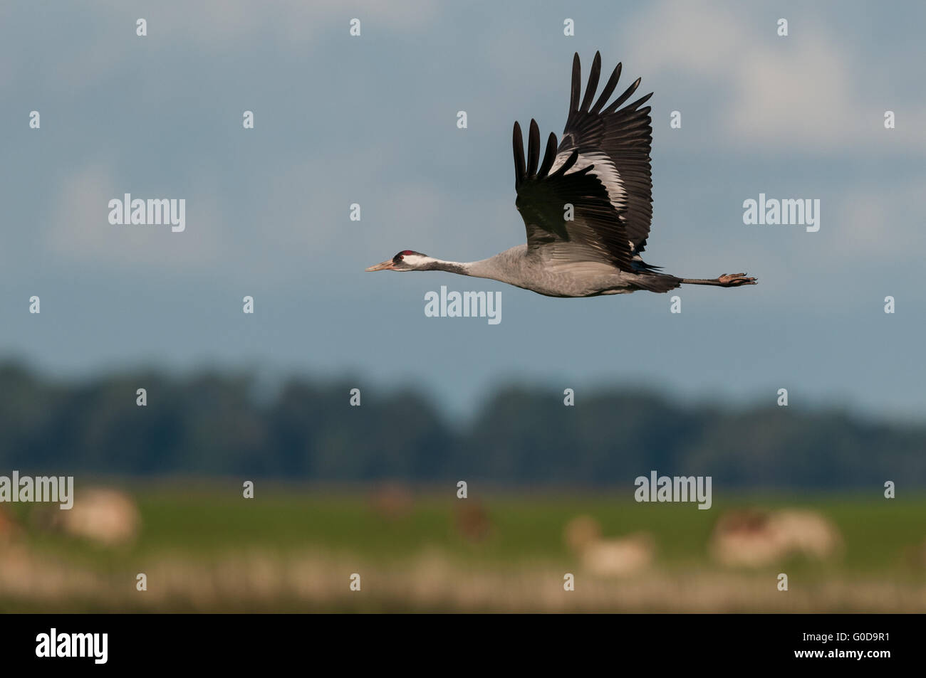 Common crane Stock Photo