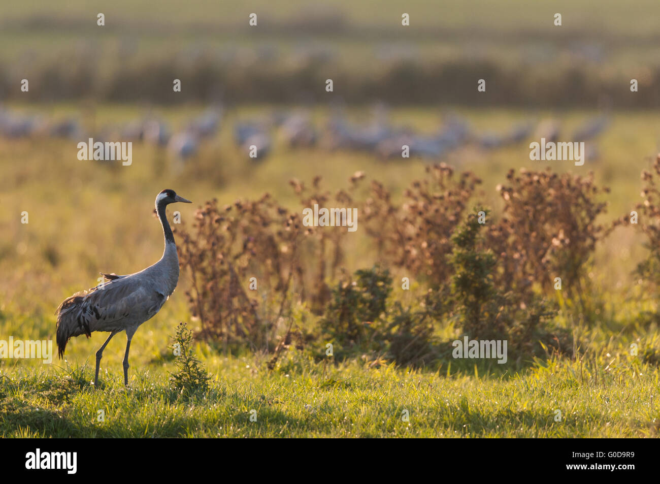 Common crane from Germany Stock Photo