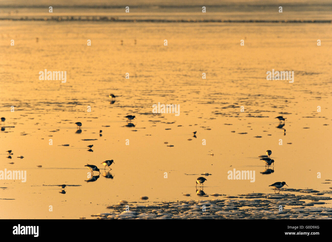 Oystercatcher between ice floes in the Wadden Sea Stock Photo