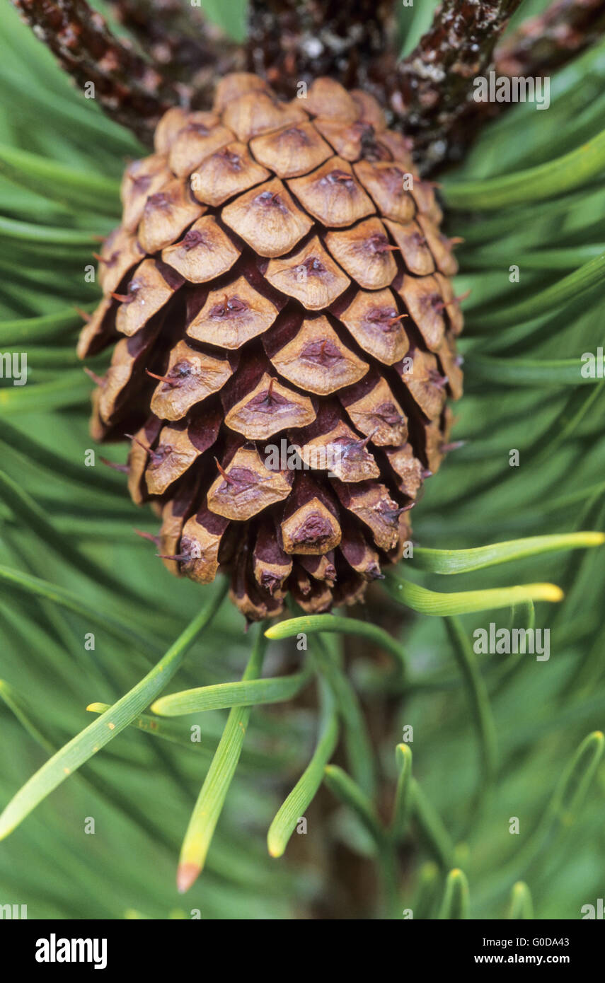 Scots Pine is an important tree in foresty Stock Photo