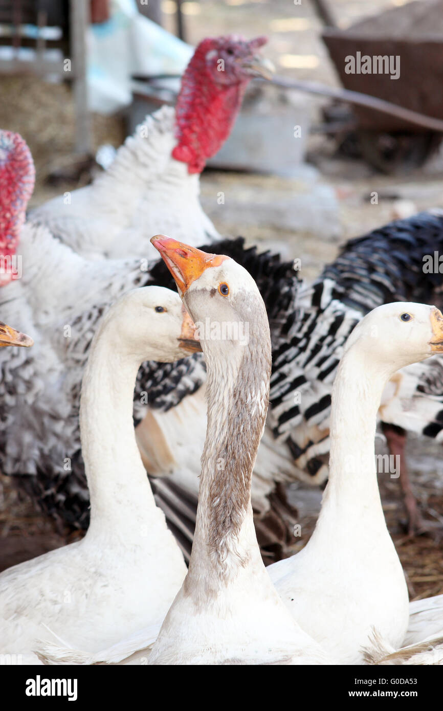 house birds geese and turkeys in the yard Stock Photo Alamy