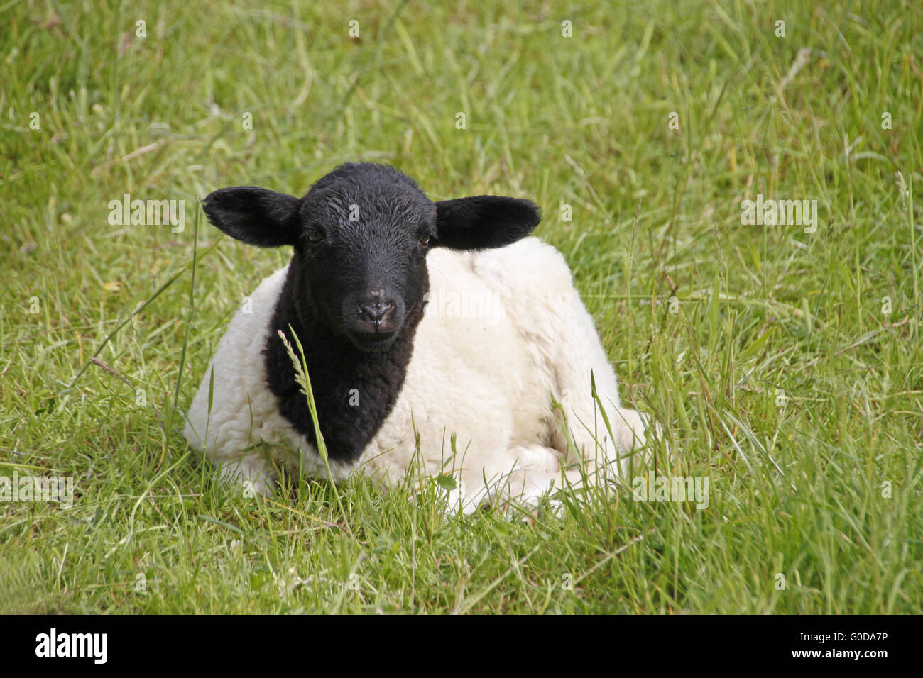 Somali sheep Stock Photo