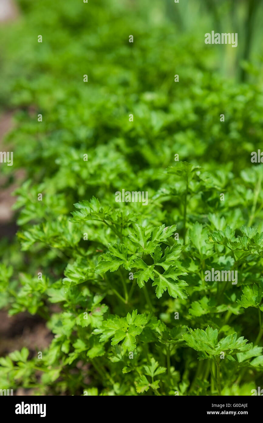 many beautiful green parsley in the garden. background Stock Photo
