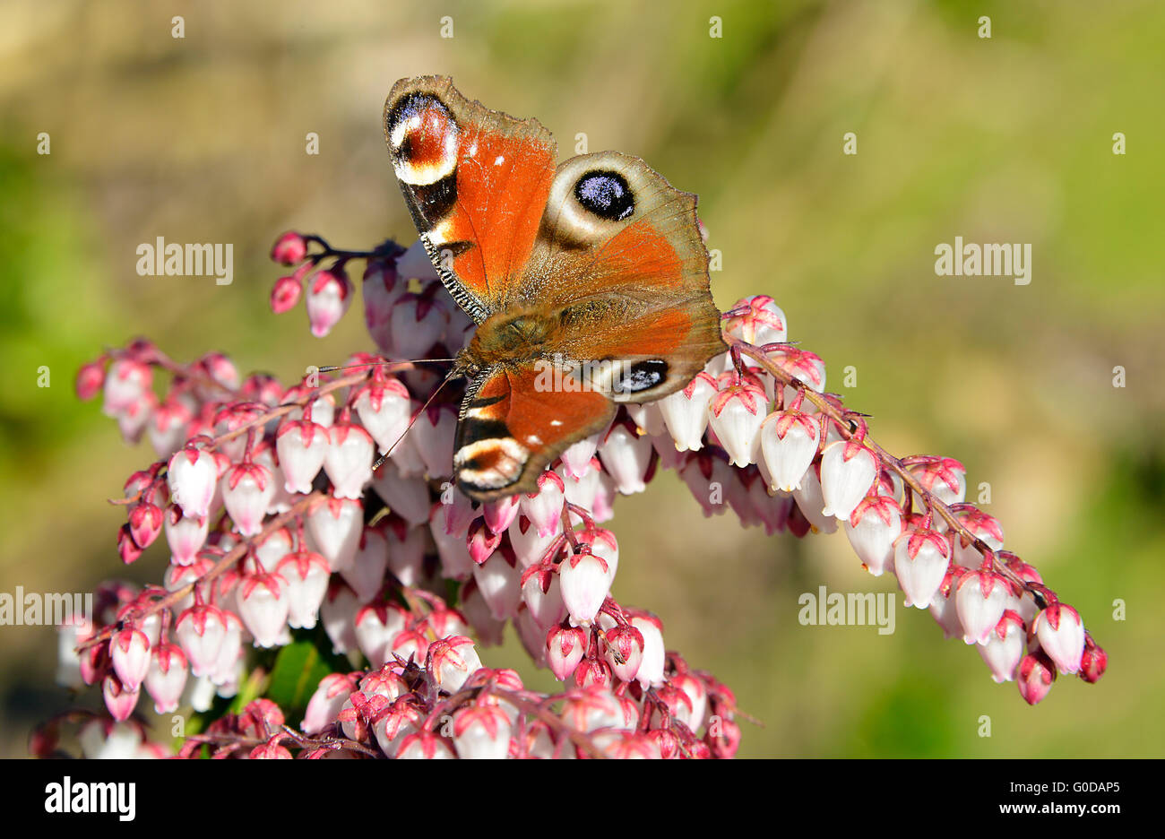 European Peacock butterfly (Inachis io) eating on heather flower Stock Photo