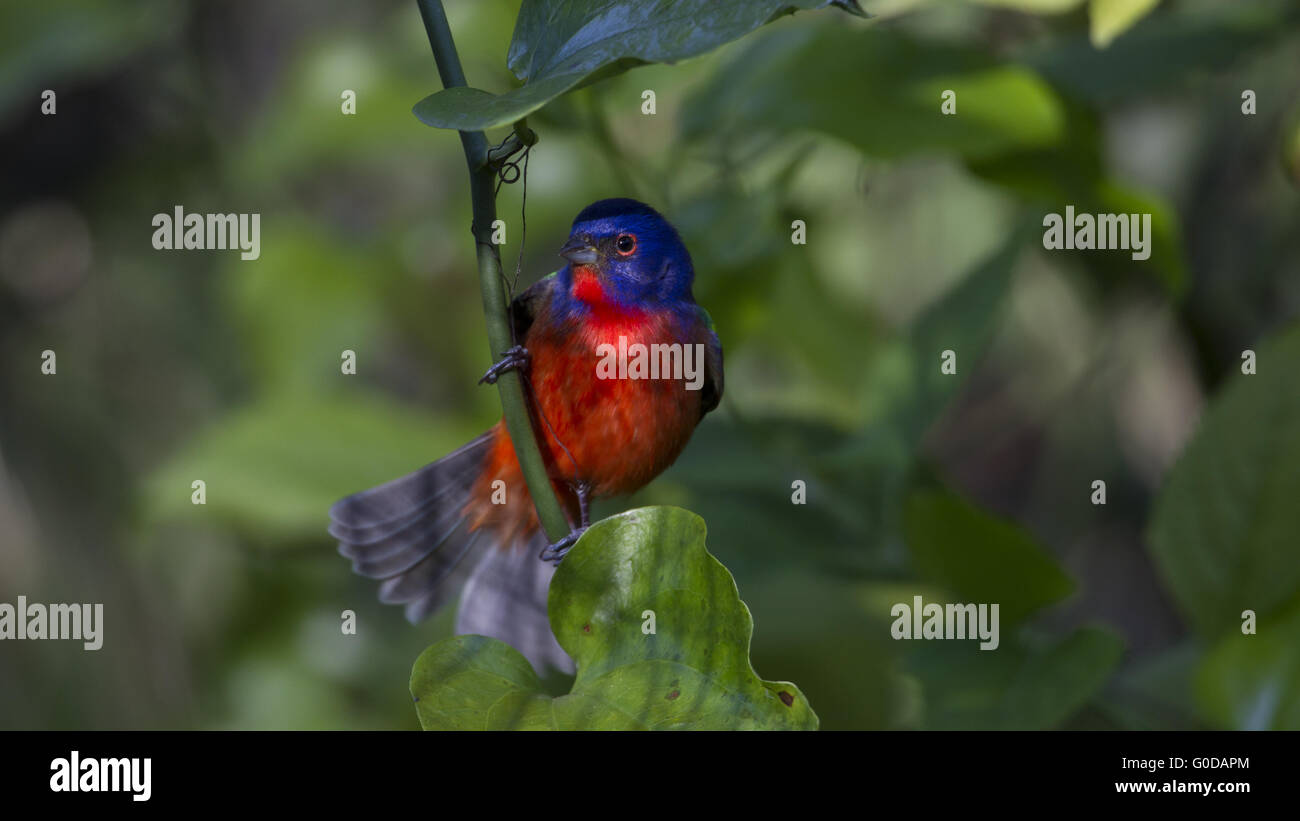 Painted Bunting Stock Photo