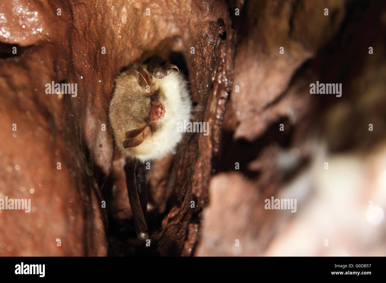 Natterer's bat – hibernating in a mine gallery Stock Photo