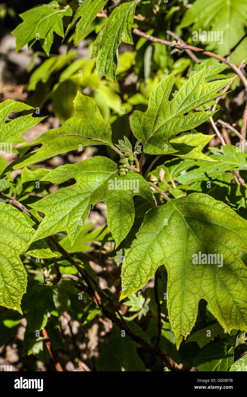 Hydrangea quercifolia Stock Photo