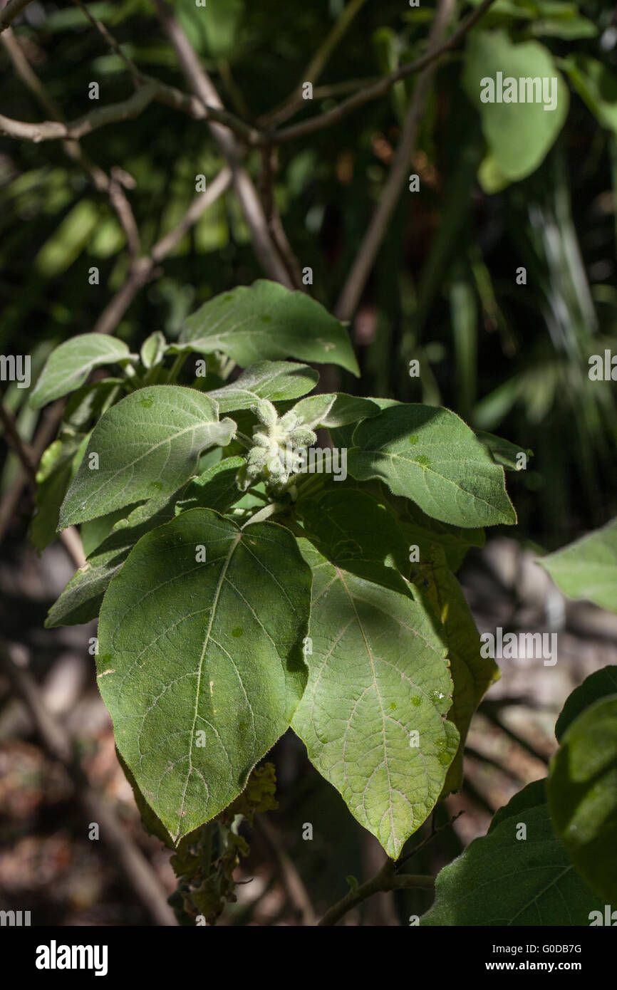 Solanum mauritianum Stock Photo