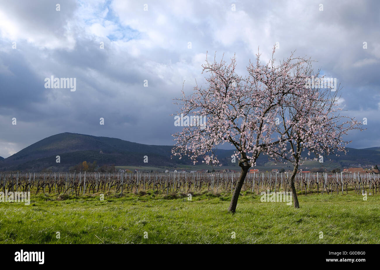 Blossoming Almond Tree (Prunus dulcis) before Haar Stock Photo