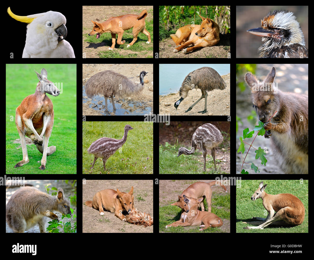 Fourteen mosaic photos of Australian animals Stock Photo
