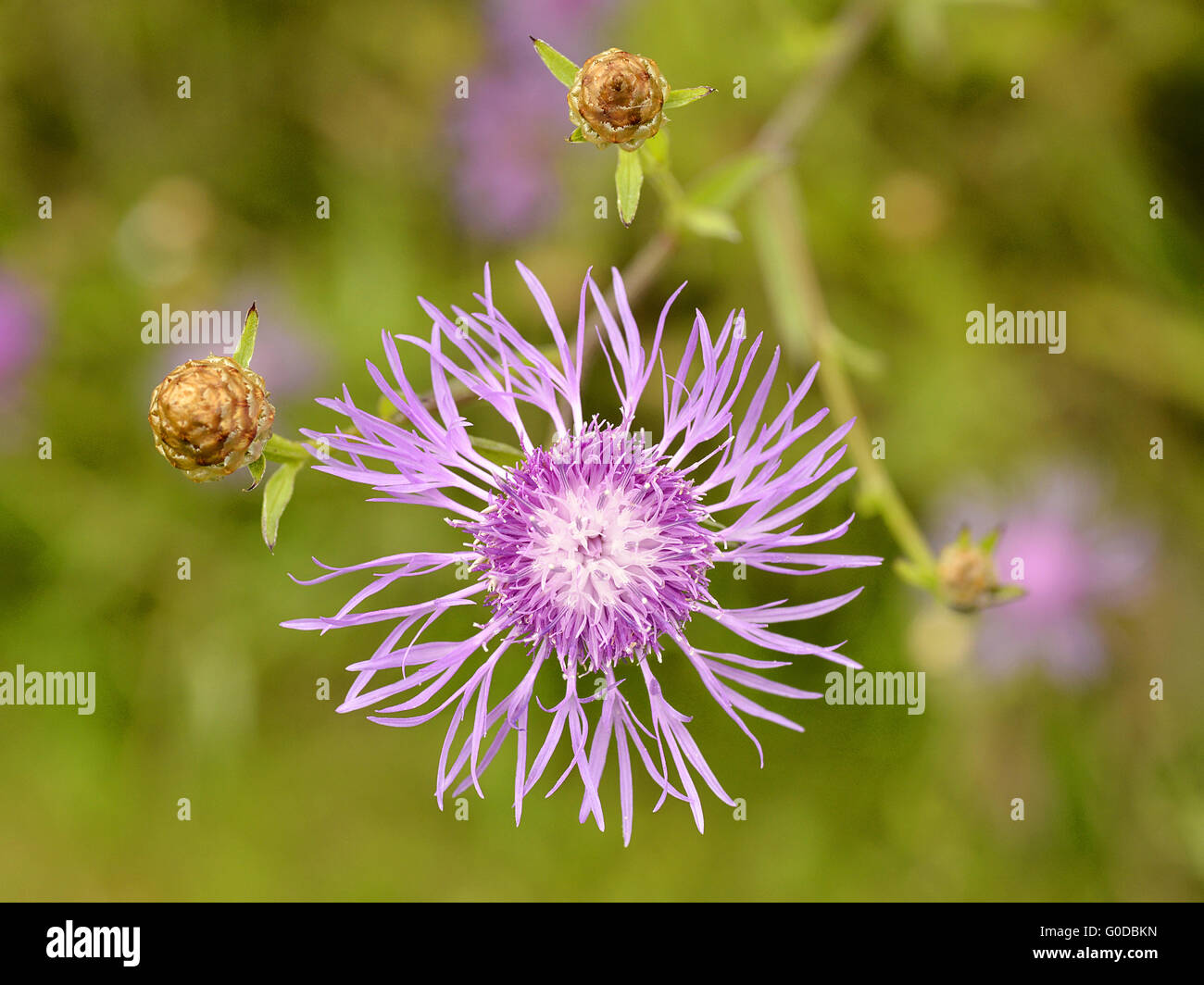 Macro of single Greater Knapweed flower (Centaurea scabiosa) with two buds seen from above Stock Photo