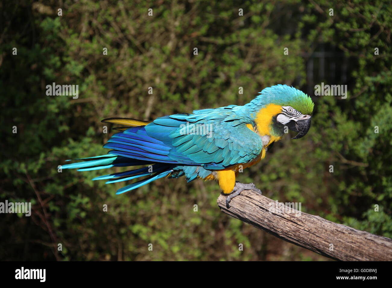 Parrot Stock Photo