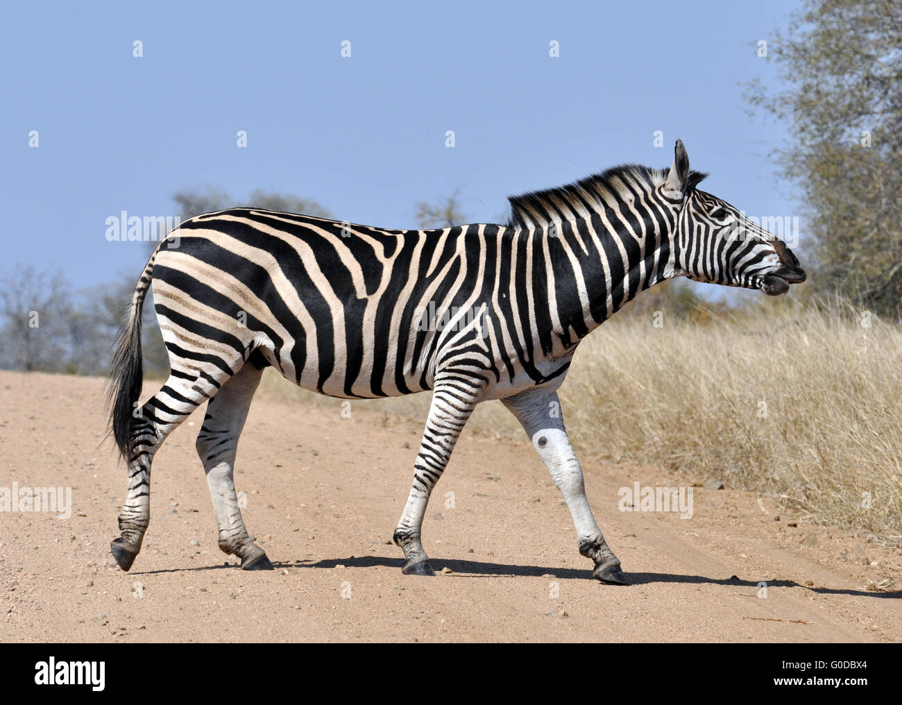 Burchell's Zebra in Africa Stock Photo