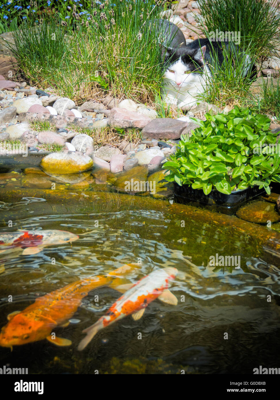 cat observed pond fish Stock Photo Alamy