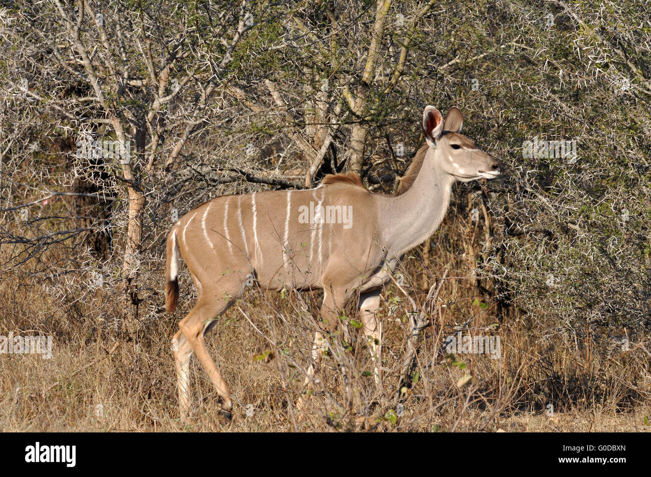 Kudu Antelope, South Africa Stock Photo