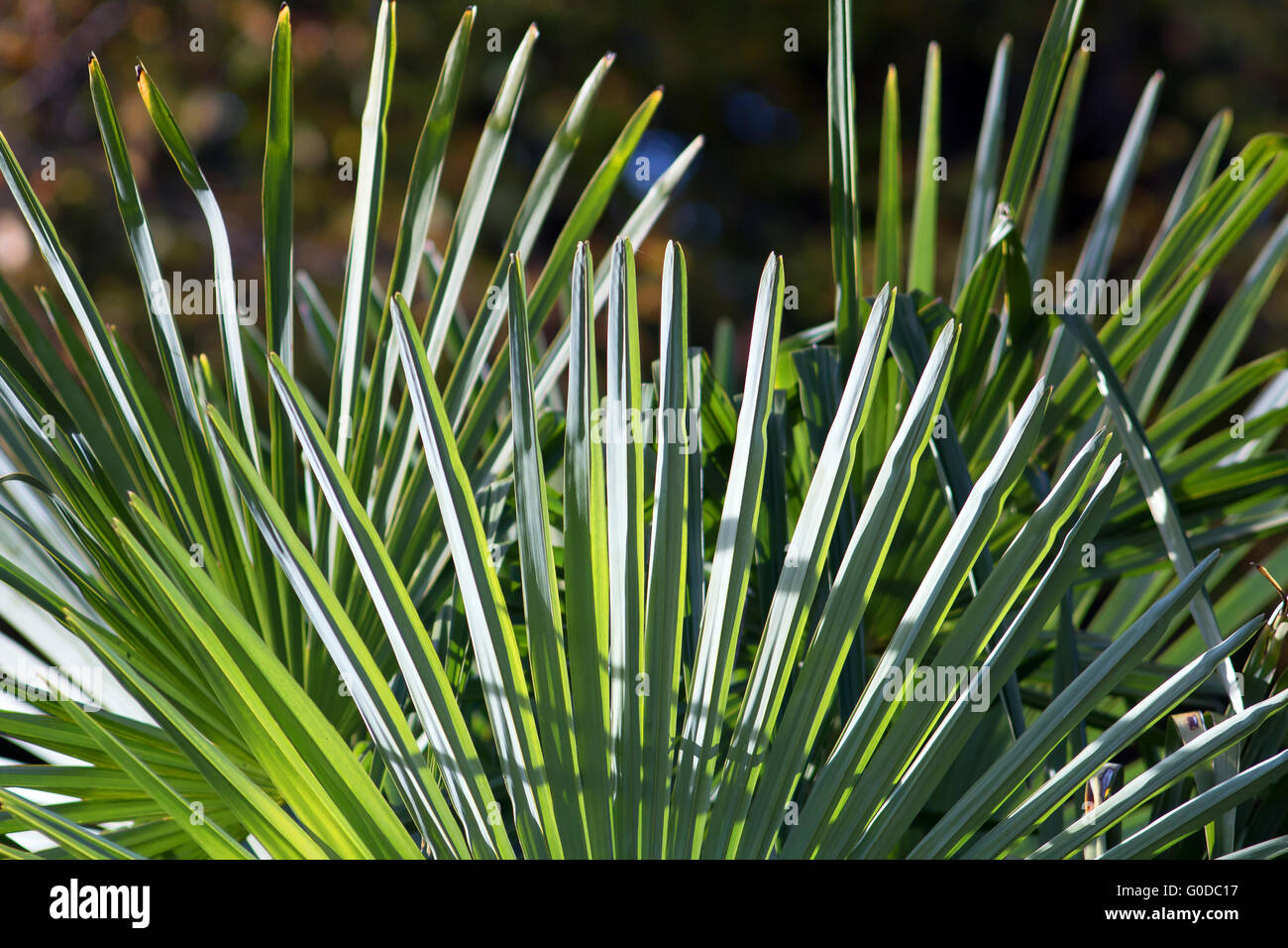 The vertical arrangement of palm leaves Stock Photo Alamy