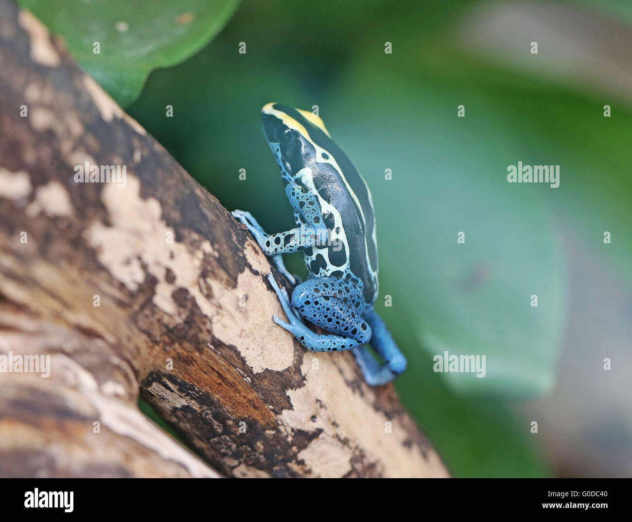 Blue Poison Dart Frog Stock Photo Alamy