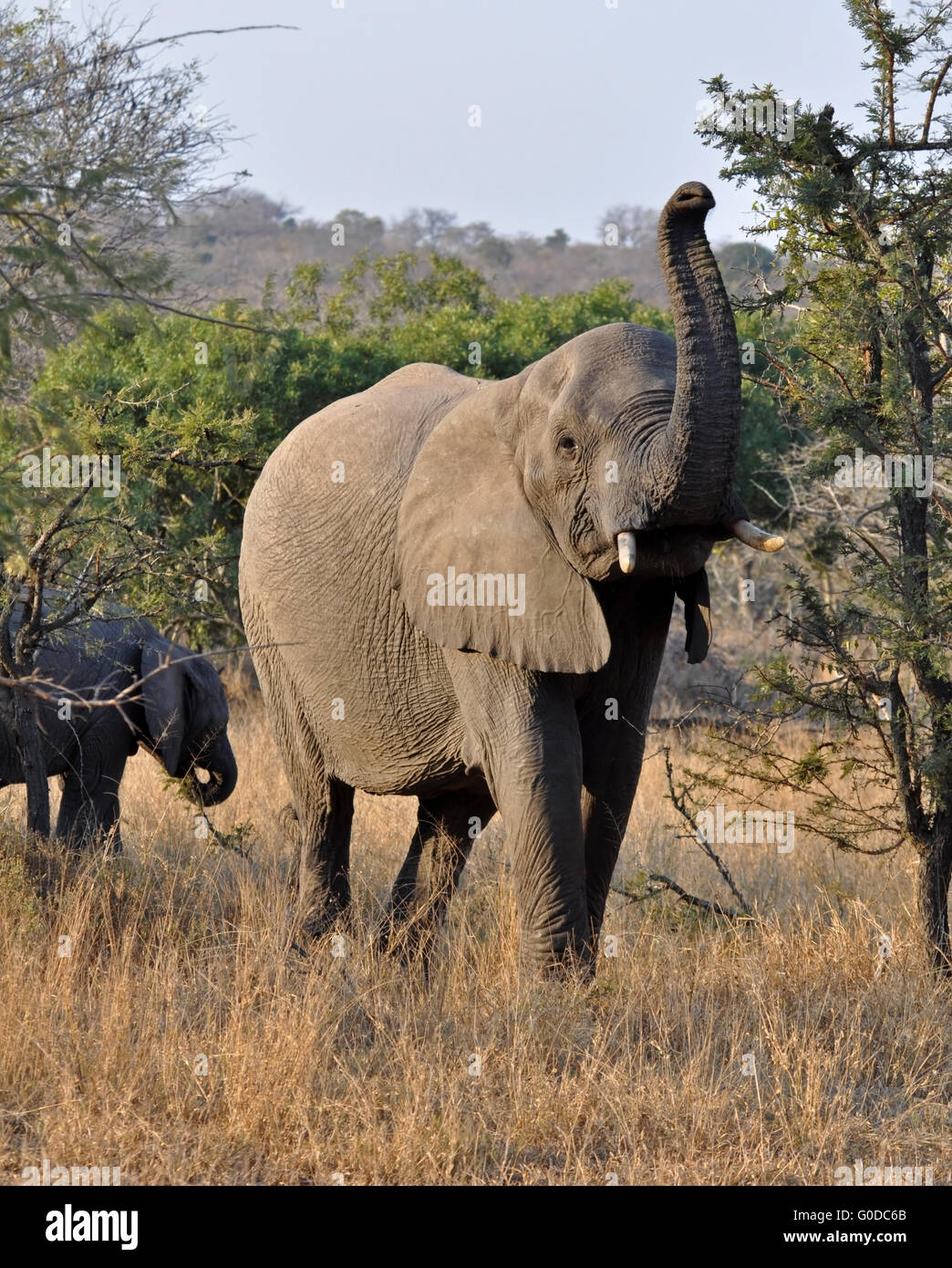 Wild African Elephant Stock Photo
