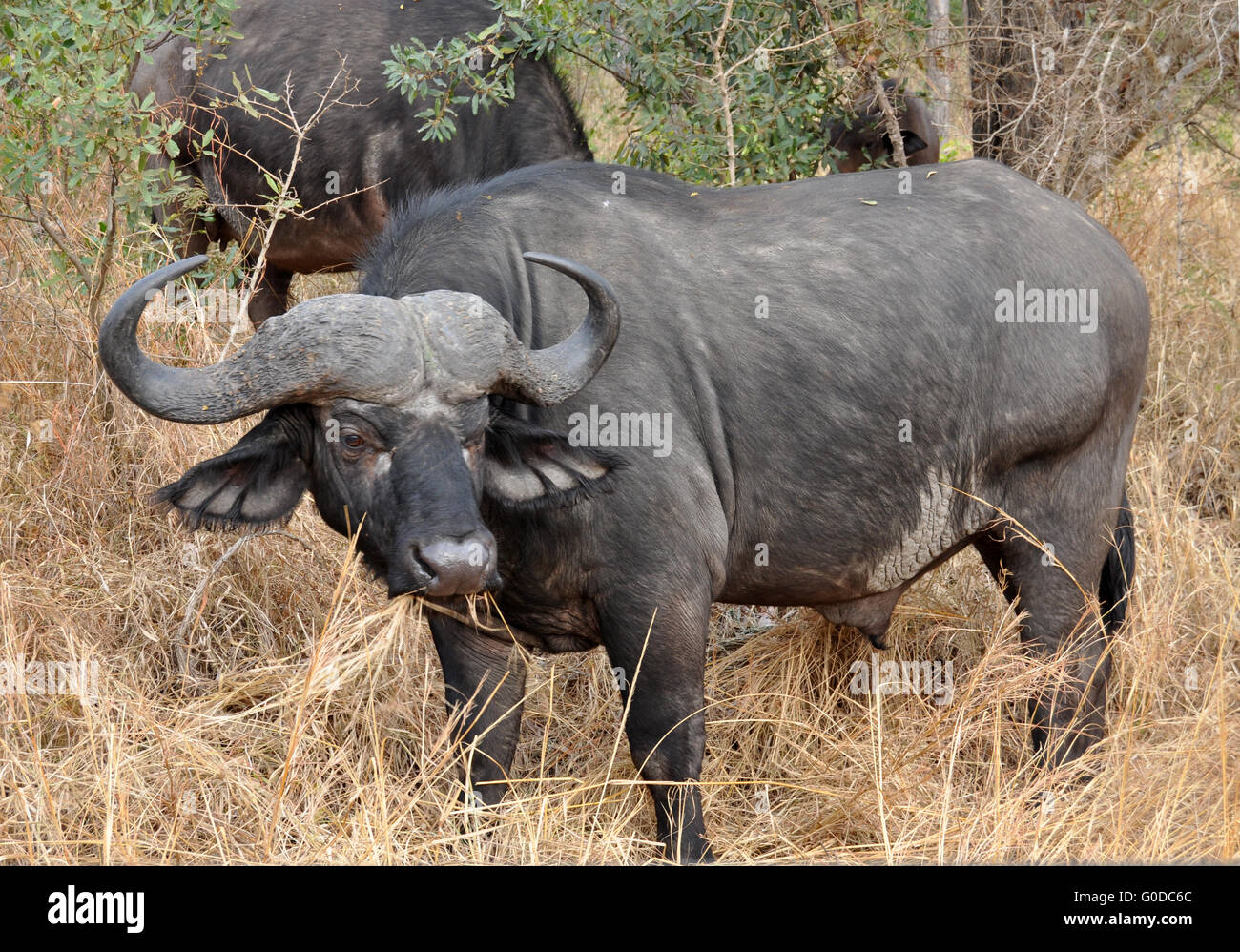 Cape Buffalo wild in Africa Stock Photo - Alamy