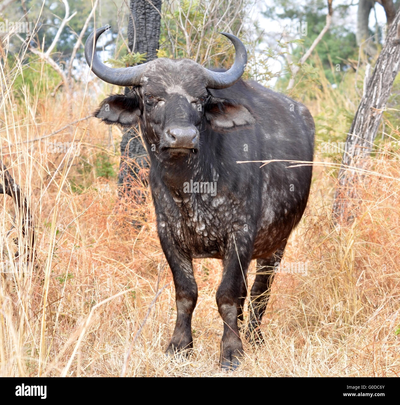 Cape Buffalo wild in Africa Stock Photo